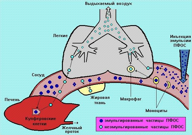 выведение ПФОС из оргнанизма (Воробьев С.И.)